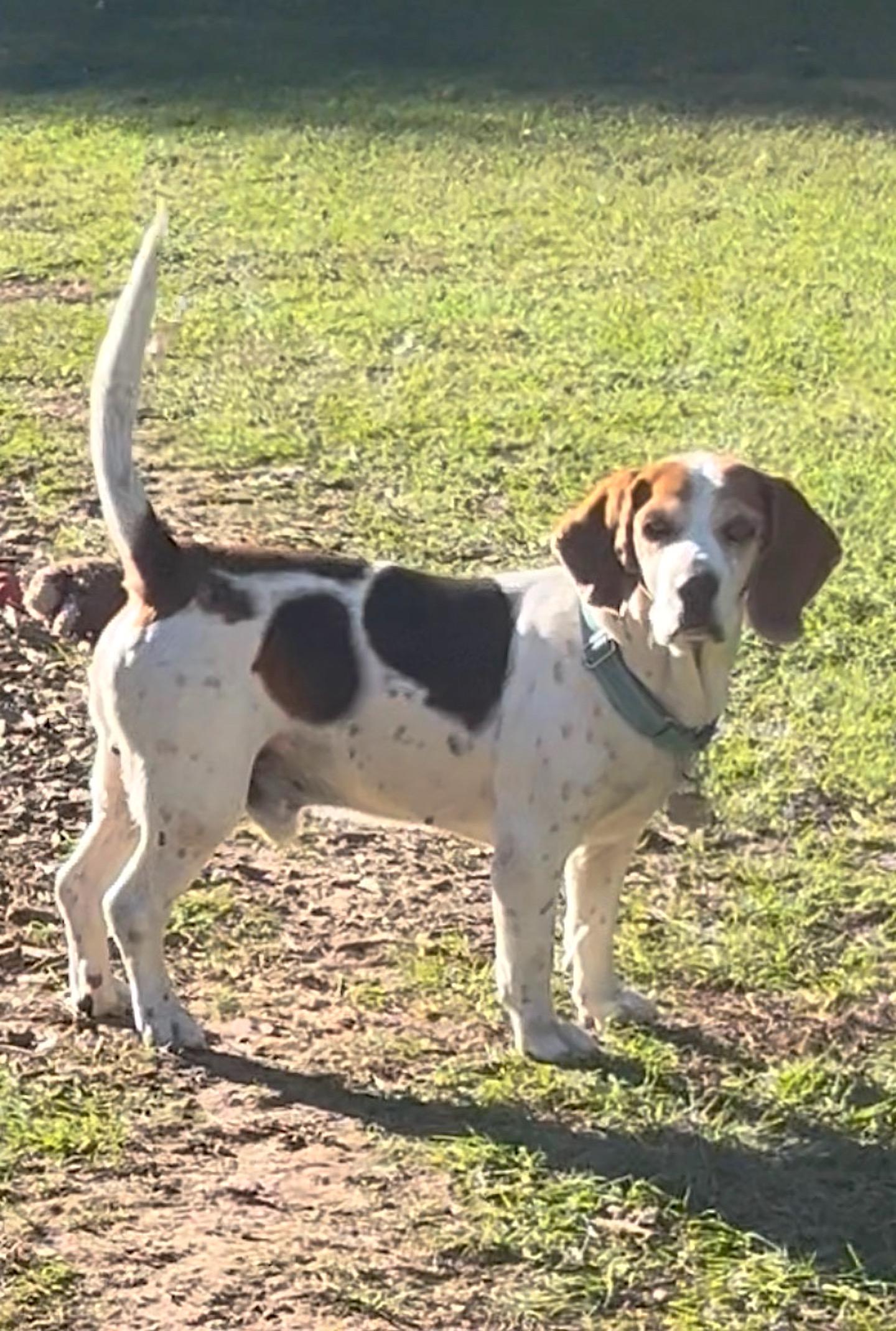 Enlarge Bluey, a ADOPTABLE mixed breed in Tomball, TX image 5/6