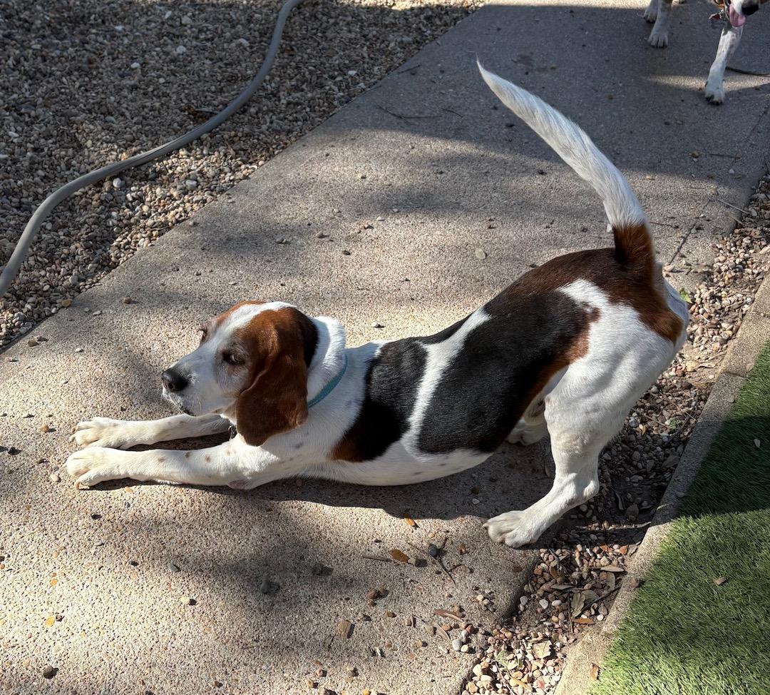 Enlarge Bluey, a ADOPTABLE mixed breed in Tomball, TX image 2/6