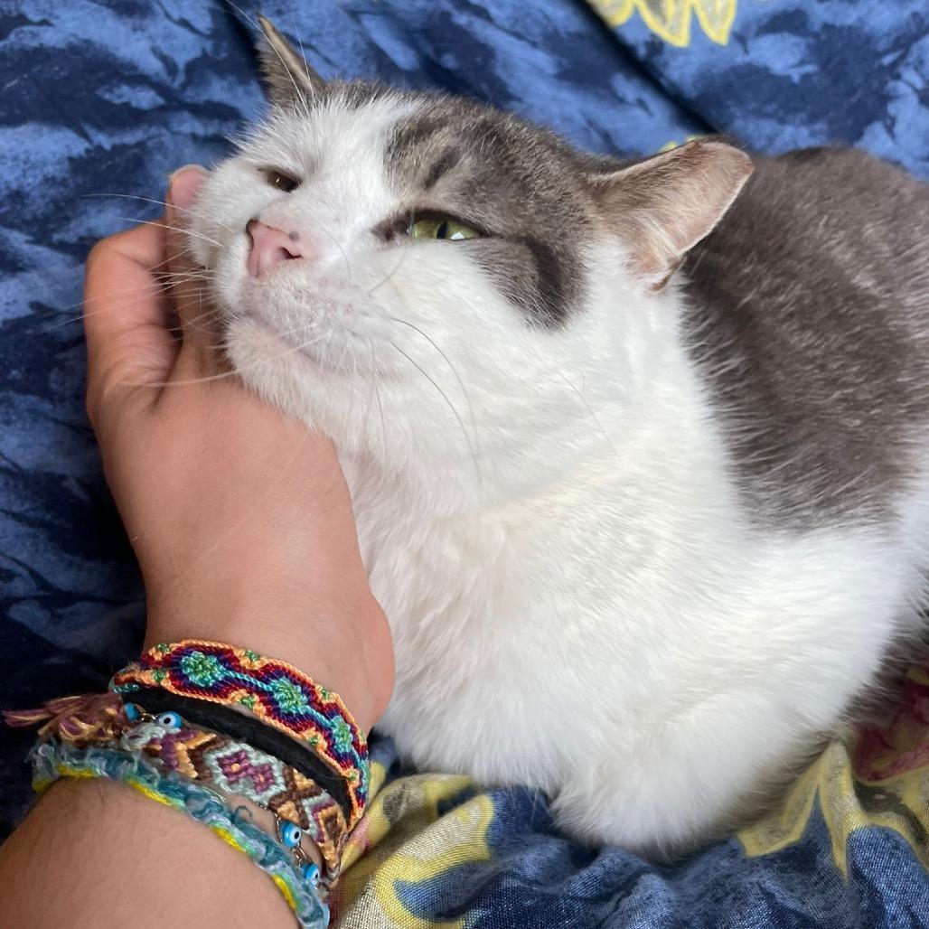 Gizmo, Adoptable, Adult Male Domestic Short Hair.