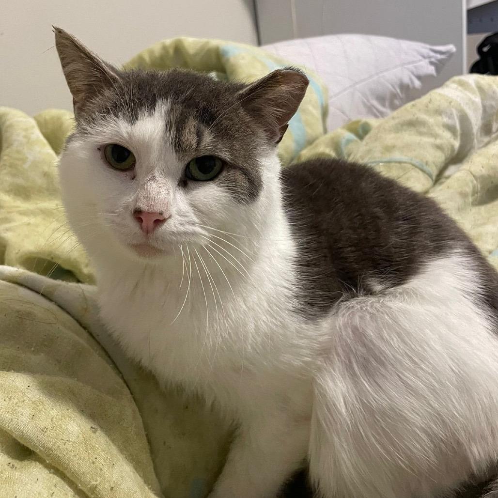 Enlarge Gizmo, a Adoptable Domestic Short Hair in Puslinch, ON image 2/6