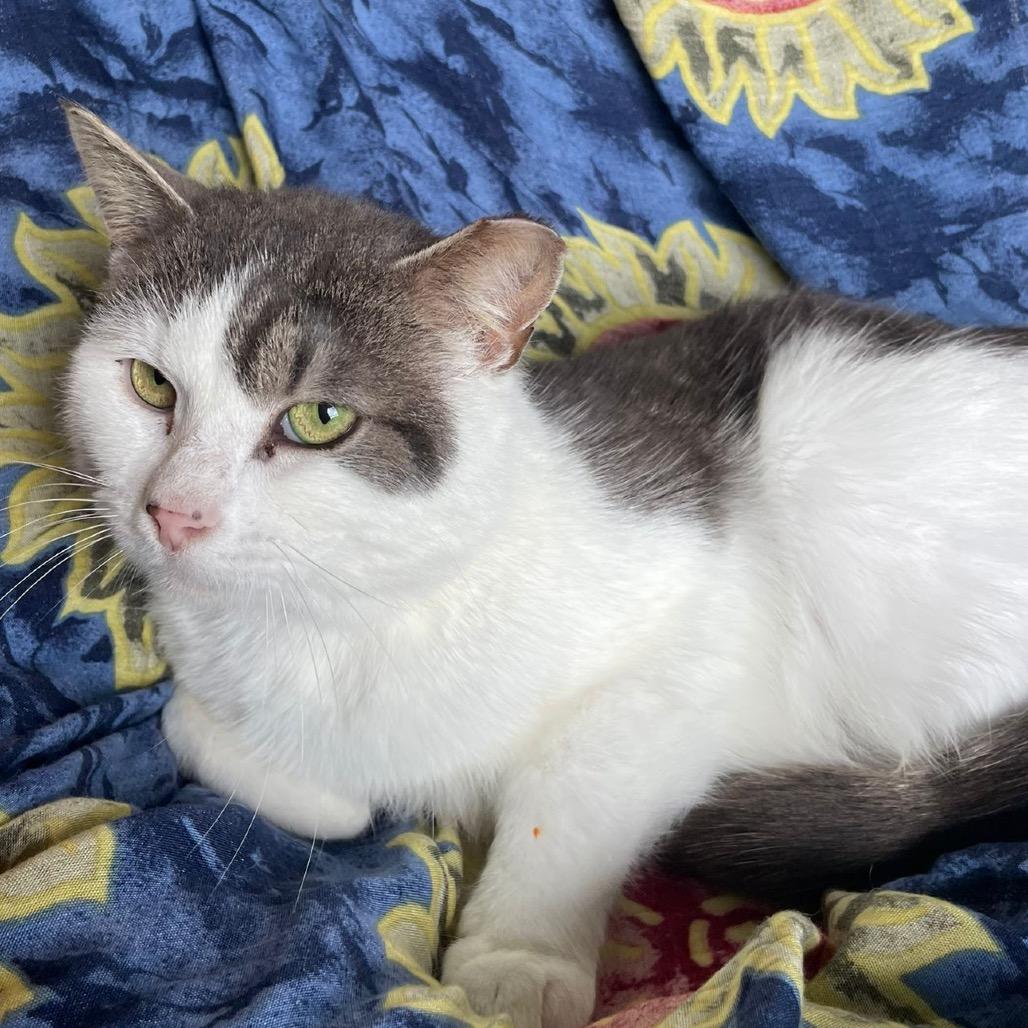 Enlarge Gizmo, a Adoptable Domestic Short Hair in Puslinch, ON image 3/6