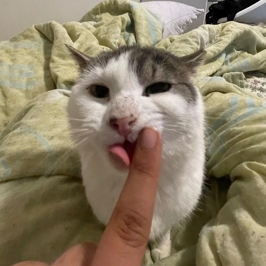 Enlarge Gizmo, a Adoptable Domestic Short Hair in Puslinch, ON image 4/6