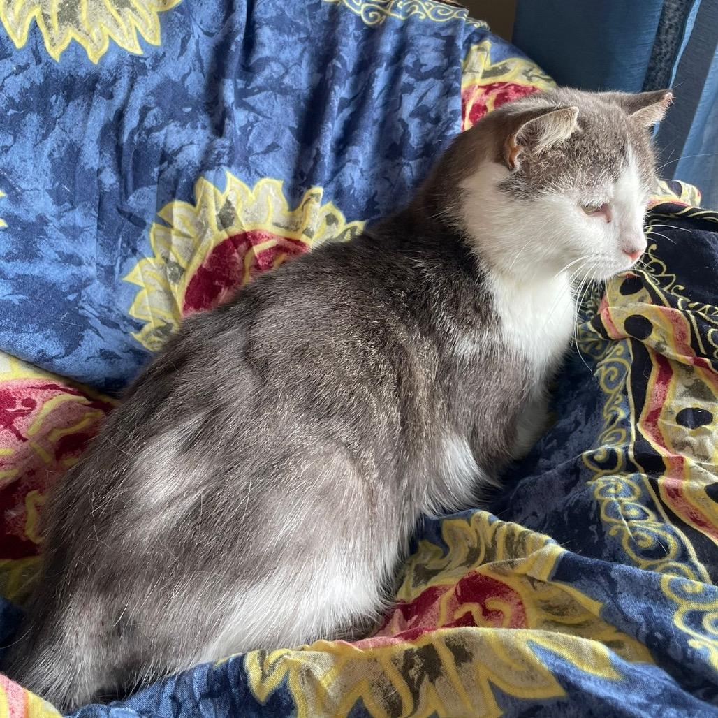 Enlarge Gizmo, a Adoptable Domestic Short Hair in Puslinch, ON image 5/6