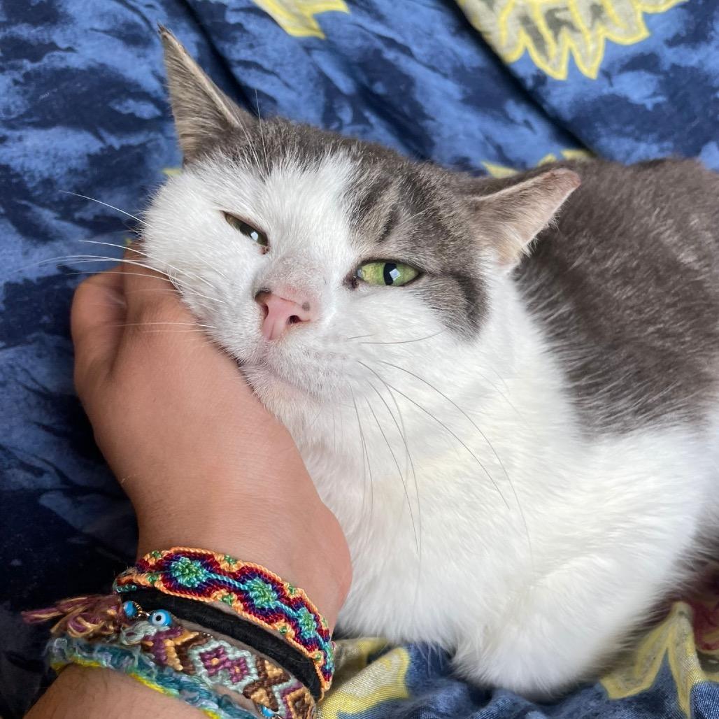 Enlarge Gizmo, a Adoptable Domestic Short Hair in Puslinch, ON image 6/6