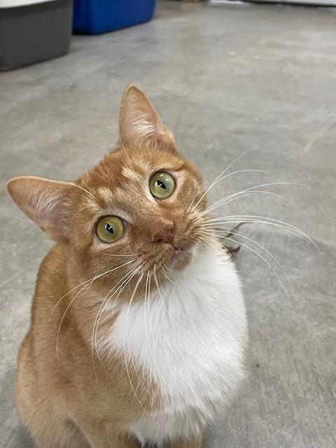 Enlarge Honey-SPONSORED ADOPTION-FREE WITH APPROVED APPLICATION, an adopted Domestic Short Hair in Hayward, WI image 1/1