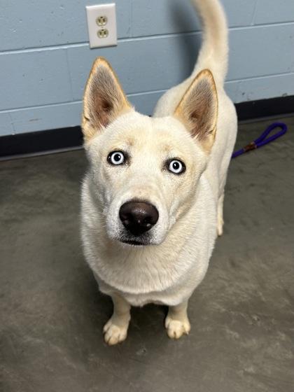 Juniper, Adoptable, Young Female Siberian Husky.