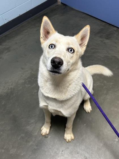 Juniper, a Adoptable mixed breed in DeKalb, IL image 2/3
