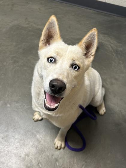 Juniper, a Adoptable mixed breed in DeKalb, IL image 3/3