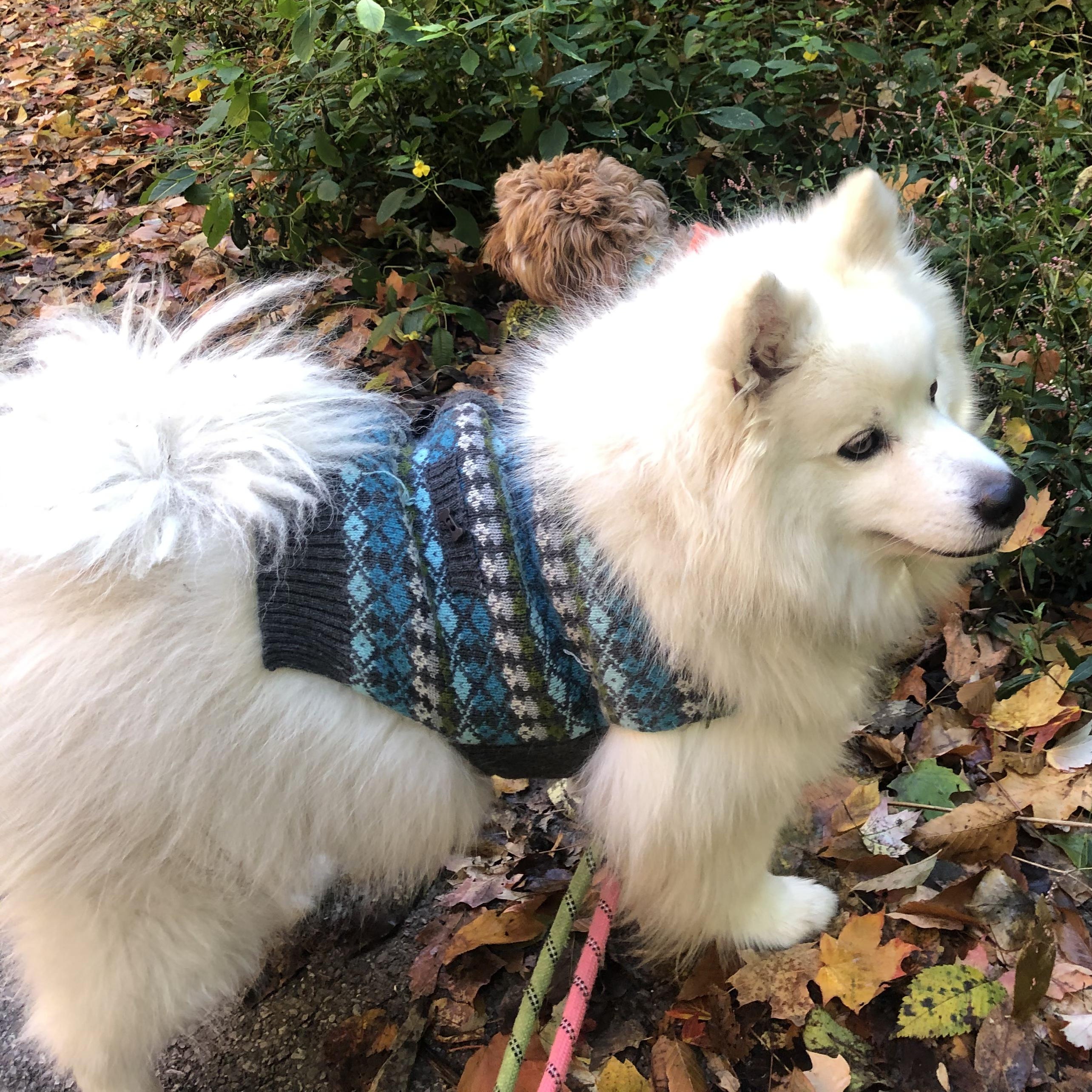 Pierogi (aka Rogie), a ADOPTABLE American Eskimo Dog in Houston, TX image 3/6