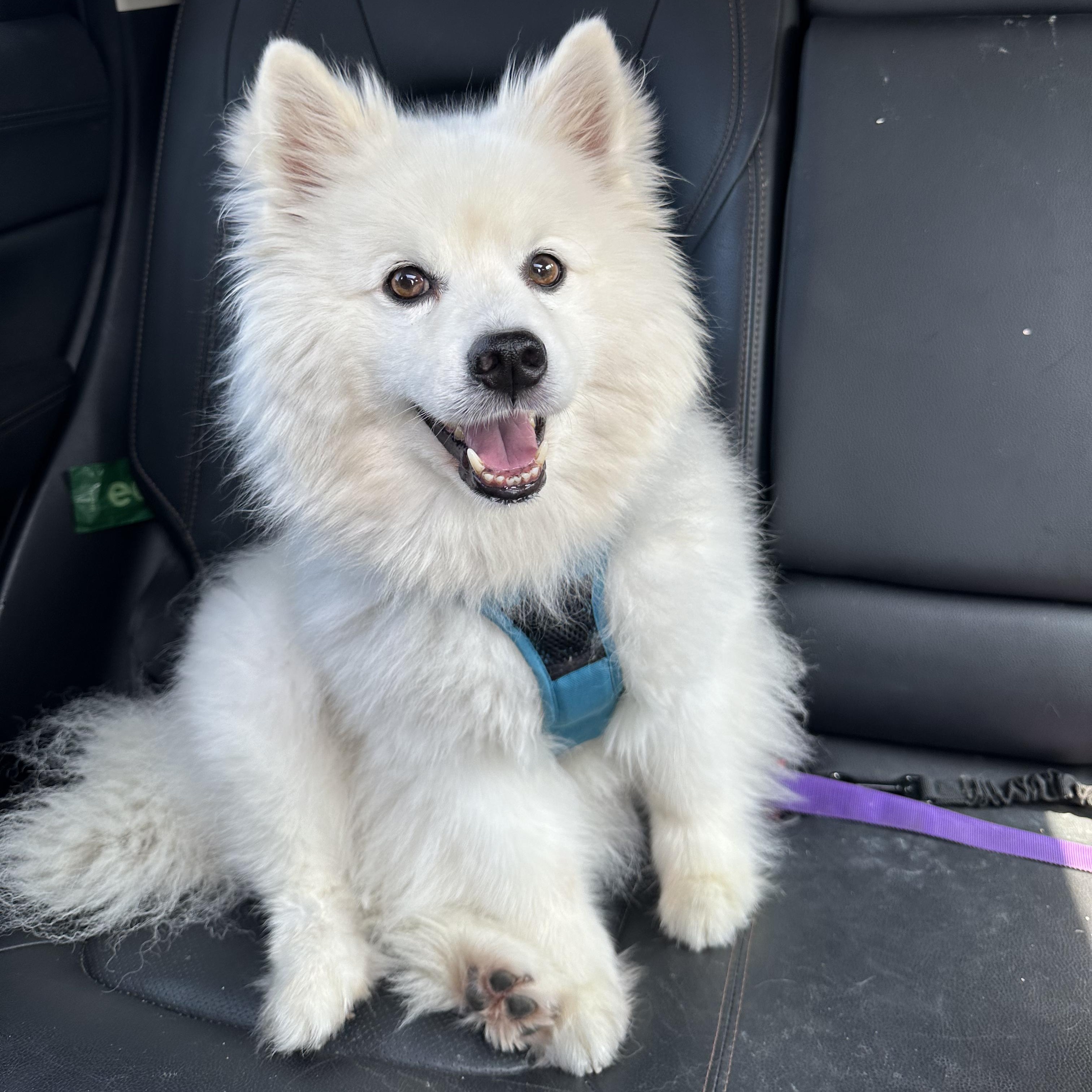 Pierogi (aka Rogie), ADOPTABLE, Senior Male American Eskimo Dog.