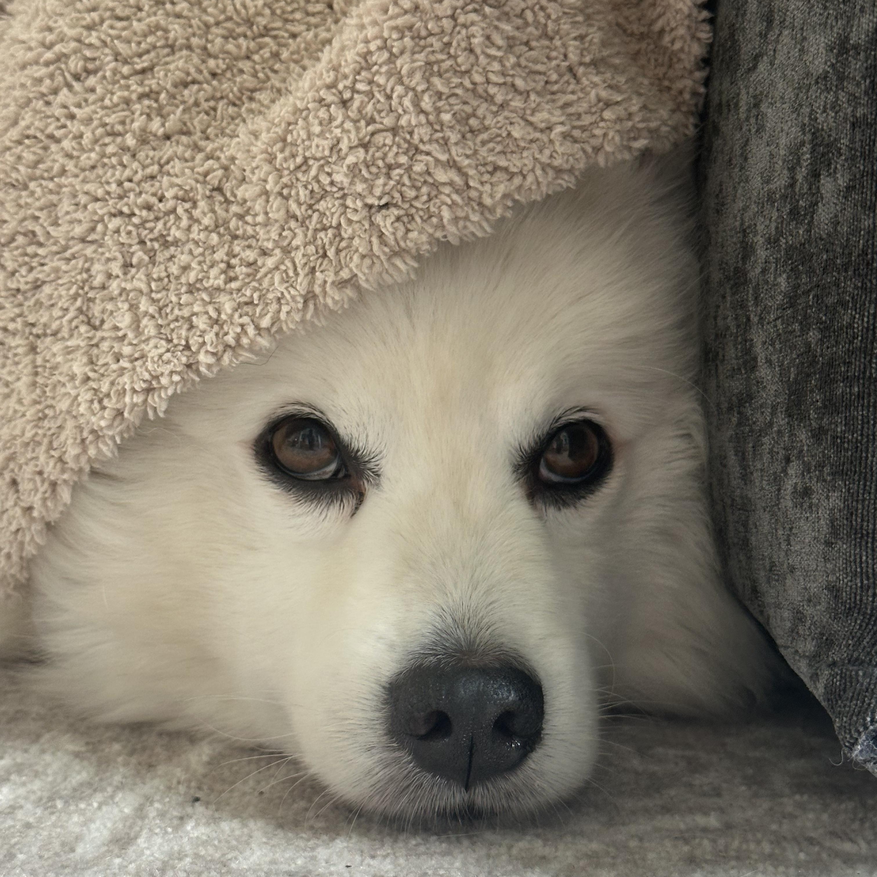 Pierogi (aka Rogie), a ADOPTABLE American Eskimo Dog in Houston, TX image 2/6