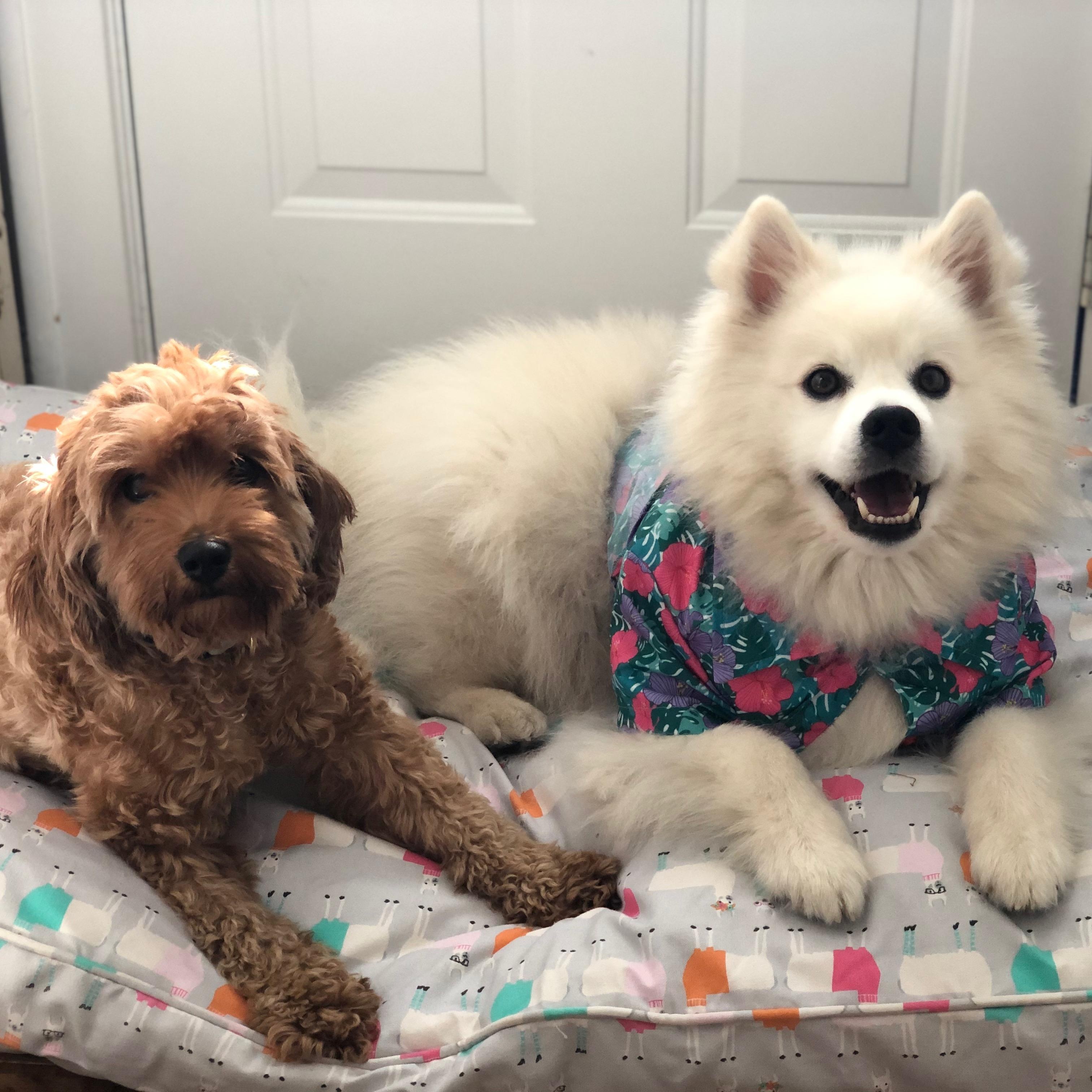Pierogi (aka Rogie), a ADOPTABLE American Eskimo Dog in Houston, TX image 4/6