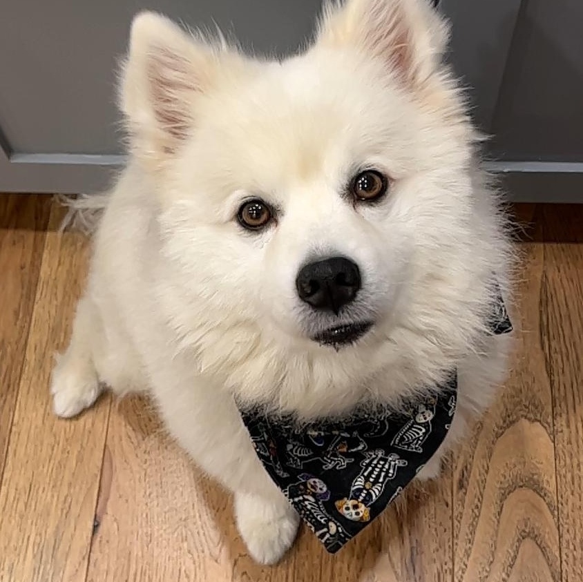 Pierogi (aka Rogie), a ADOPTABLE American Eskimo Dog in Houston, TX image 5/6