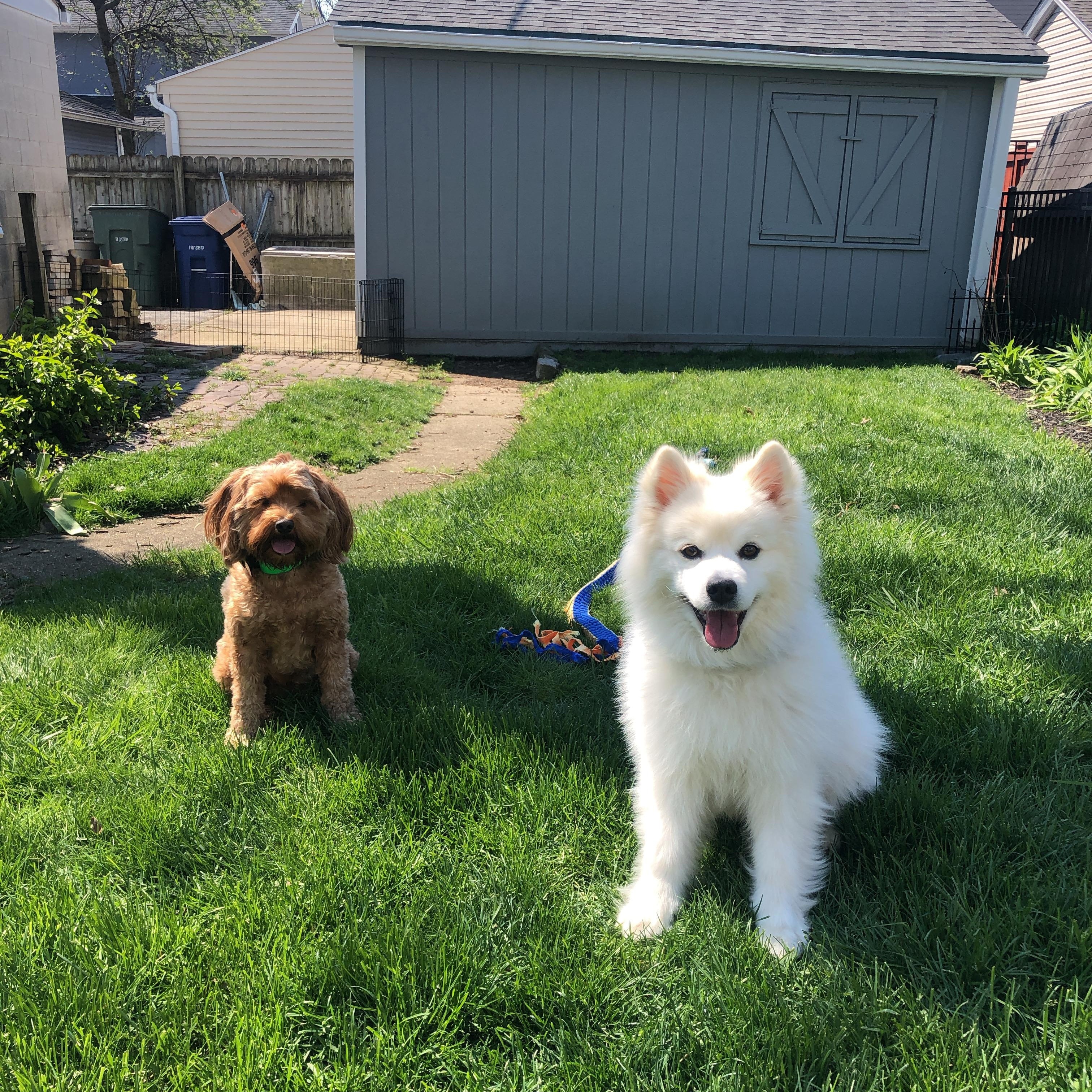 Pierogi (aka Rogie), a ADOPTABLE American Eskimo Dog in Houston, TX image 6/6