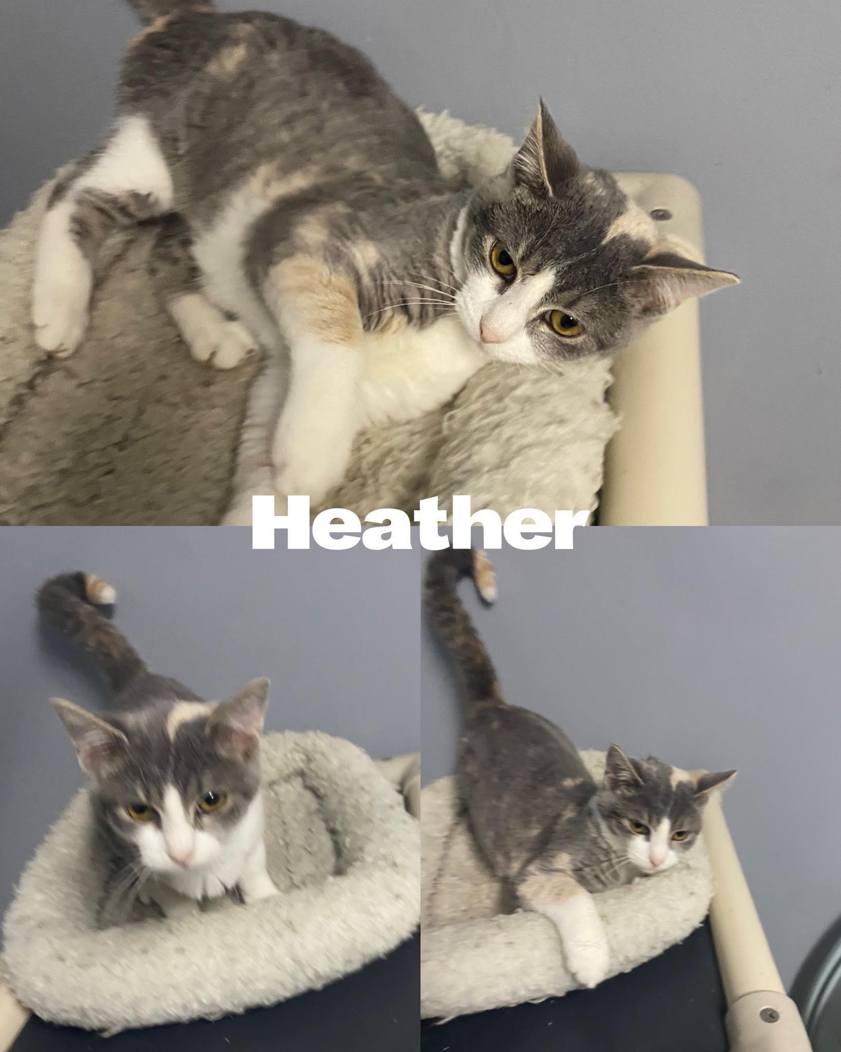 Enlarge Heather, a Adoptable Domestic Short Hair in Saint James, MO image 2/2