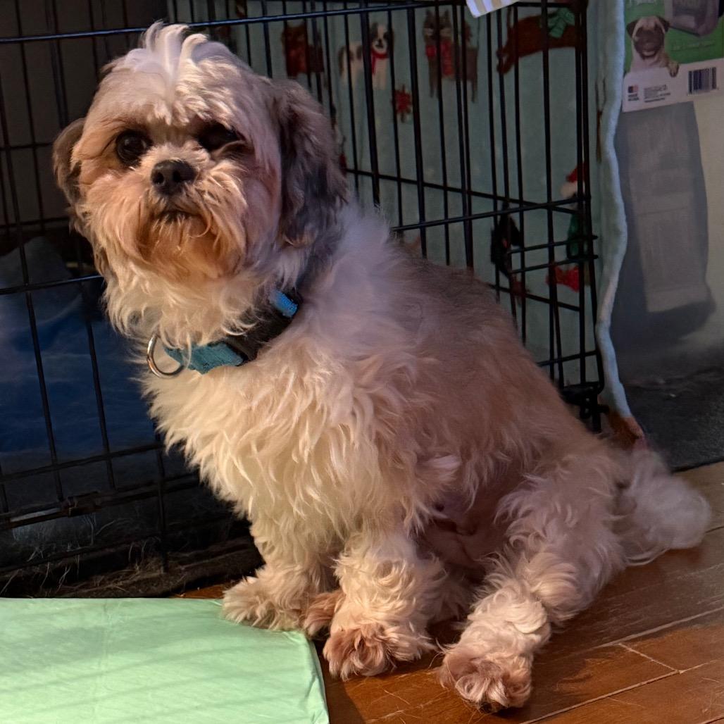 Juniper — thumbnail 2