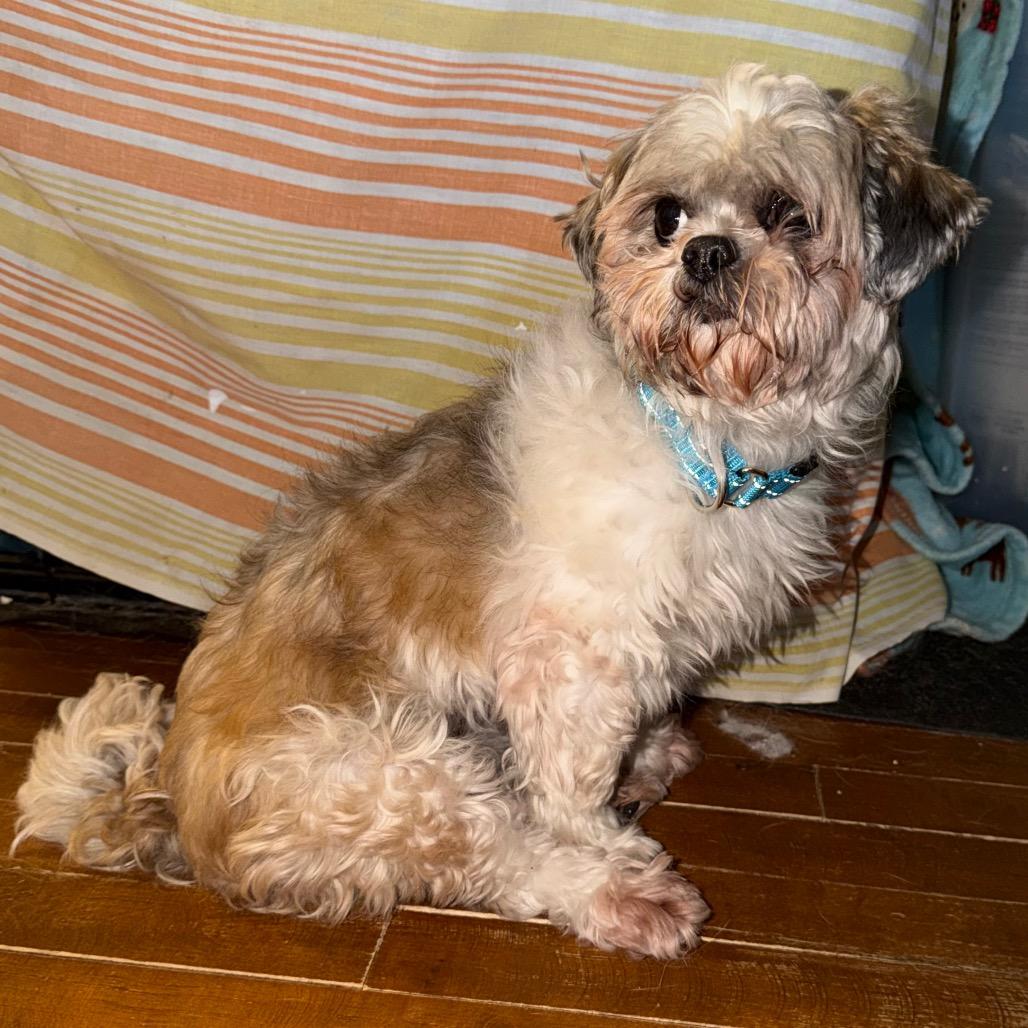 Juniper — thumbnail 3