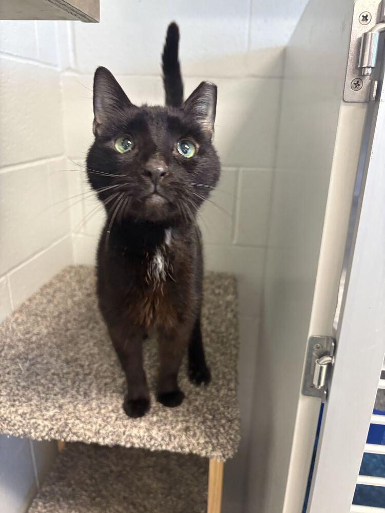 Maru, Adoptable, Adult Male Domestic Short Hair.