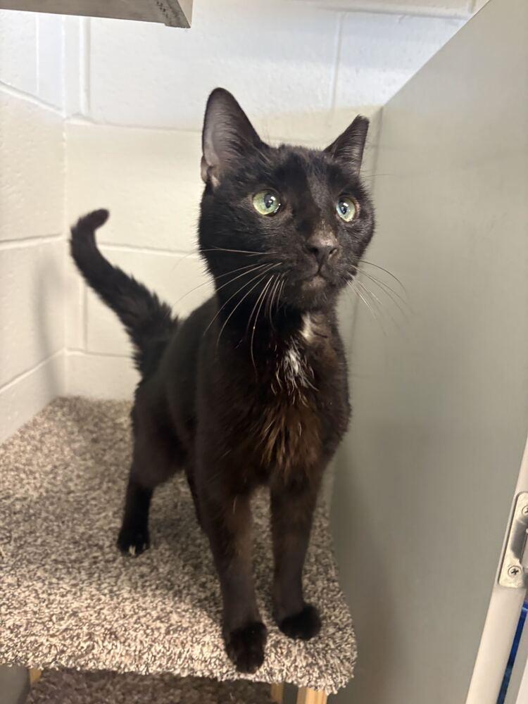 Enlarge Maru, a Adoptable Domestic Short Hair in Bowling Green, OH image 2/3