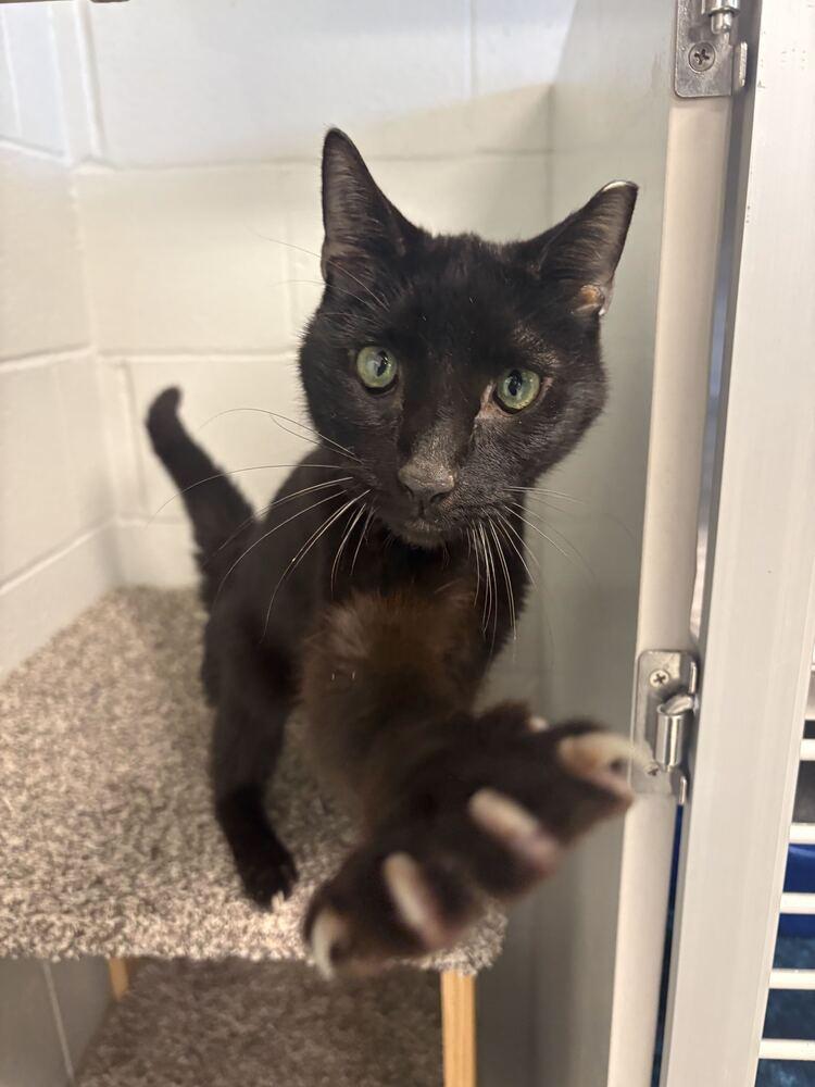 Enlarge Maru, a Adoptable Domestic Short Hair in Bowling Green, OH image 3/3