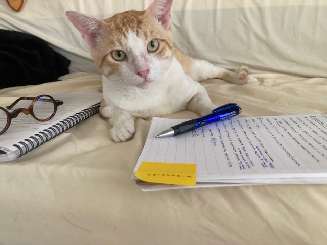 Bumblebee Boy, a Adoptable Domestic Short Hair in Mililani, HI image 5/5