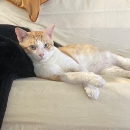 Bumblebee Boy, Adoptable, Adult Male Domestic Short Hair.