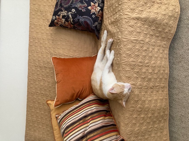 Bumblebee Boy, a Adoptable Domestic Short Hair in Mililani, HI image 3/5