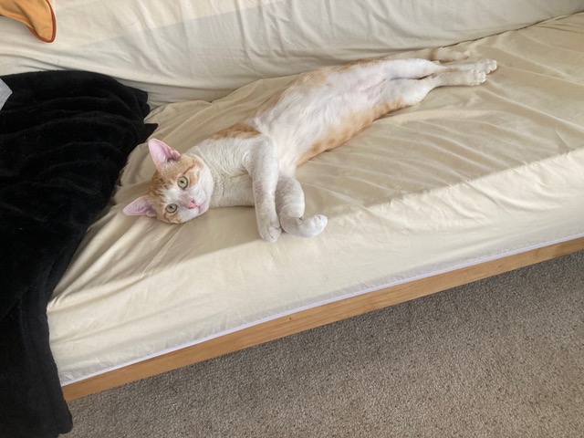 Bumblebee Boy, a Adoptable Domestic Short Hair in Mililani, HI image 4/5