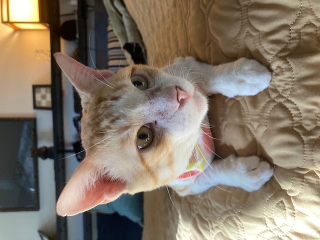 Bumblebee Boy, a Adoptable Domestic Short Hair in Mililani, HI image 2/5