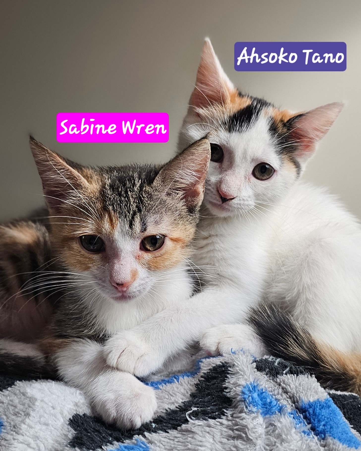 Cat for adoption Ahsoko Tano and Sabine Wren, a Domestic Short Hair