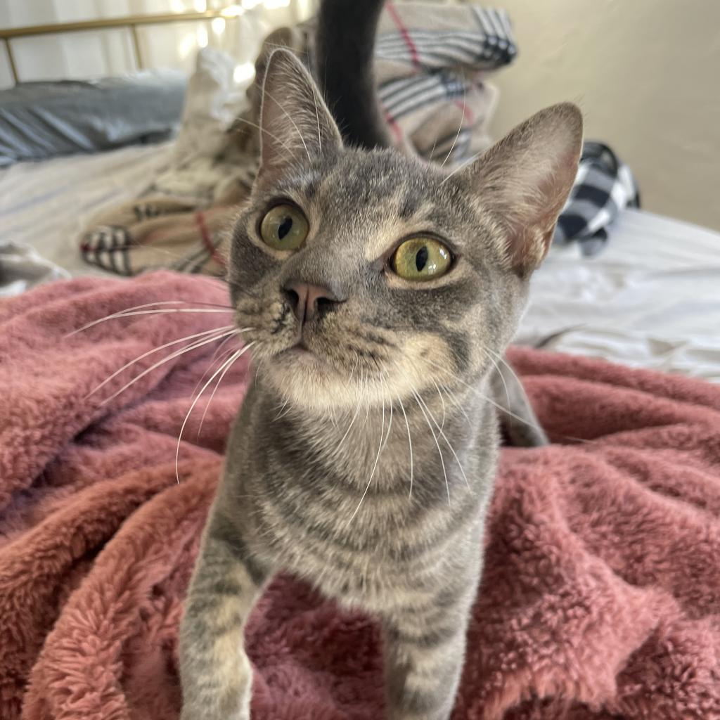 Happy, a Adoptable Domestic Short Hair in Fort Wayne, IN image 1/5