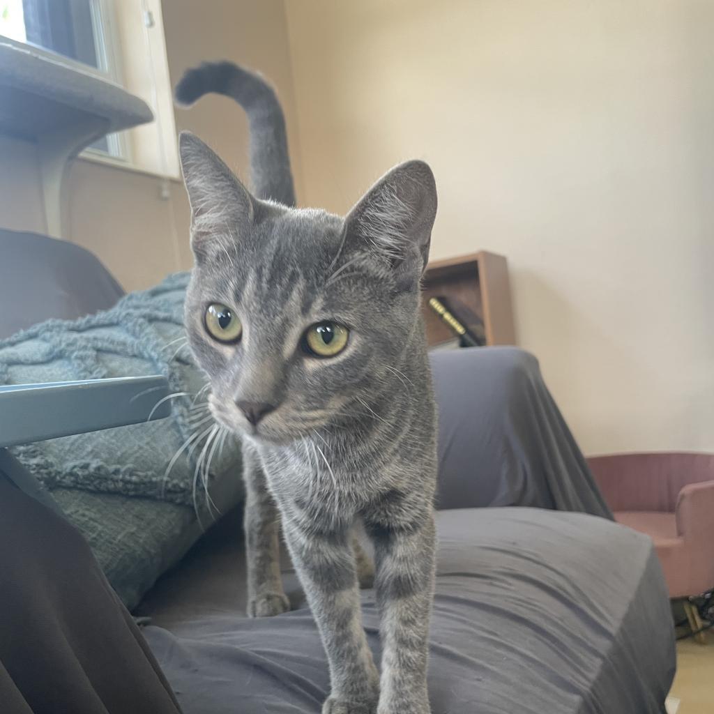 Happy, a Adoptable Domestic Short Hair in Fort Wayne, IN image 2/5