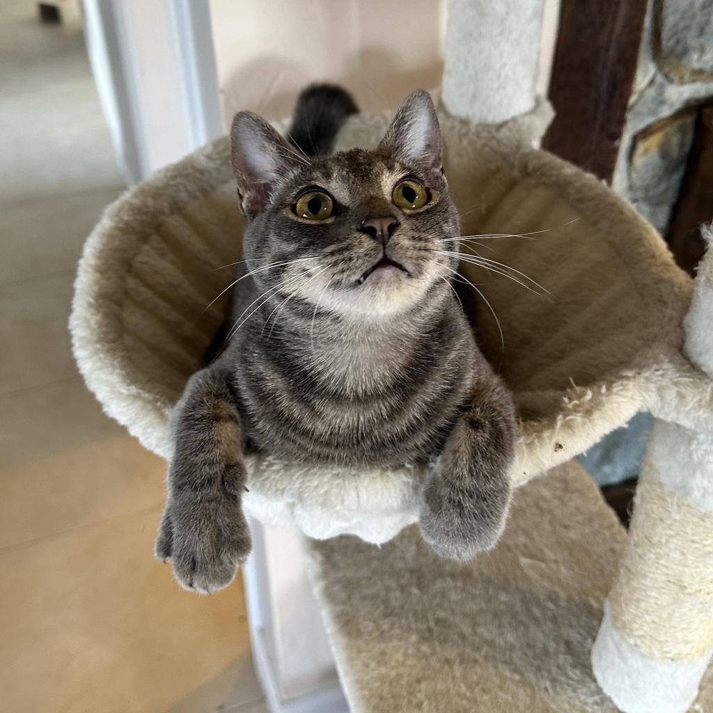 Happy, a Adoptable Domestic Short Hair in Fort Wayne, IN image 3/5