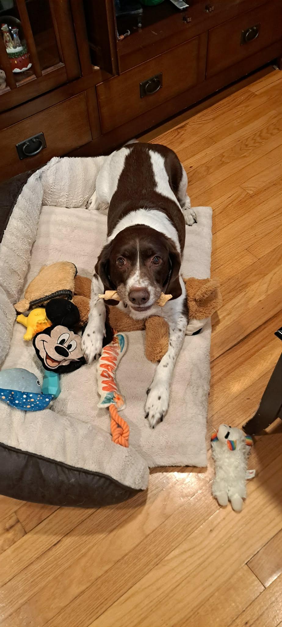 Enlarge MI/Buddy Holly, a Adoptable mixed breed in Detroit, MI image 1/3