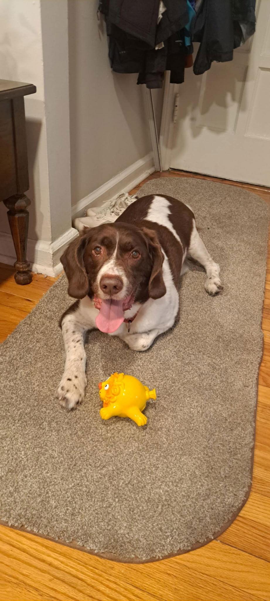 Enlarge MI/Buddy Holly, a Adoptable mixed breed in Detroit, MI image 1/3