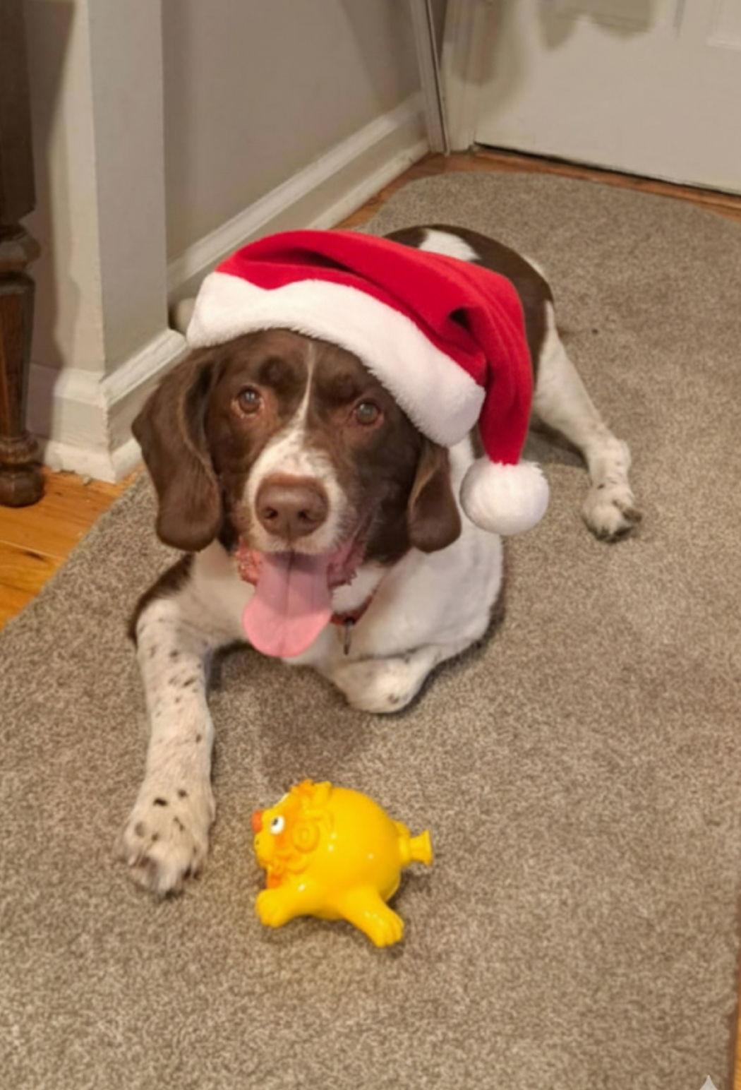 Enlarge MI/Buddy Holly, a Adoptable mixed breed in Detroit, MI image 2/3