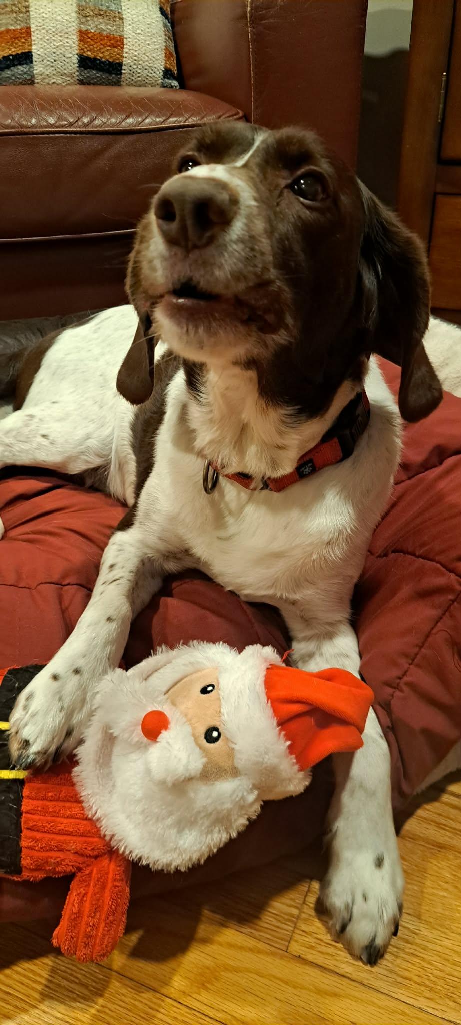 Enlarge MI/Buddy Holly, a Adoptable mixed breed in Detroit, MI image 3/3