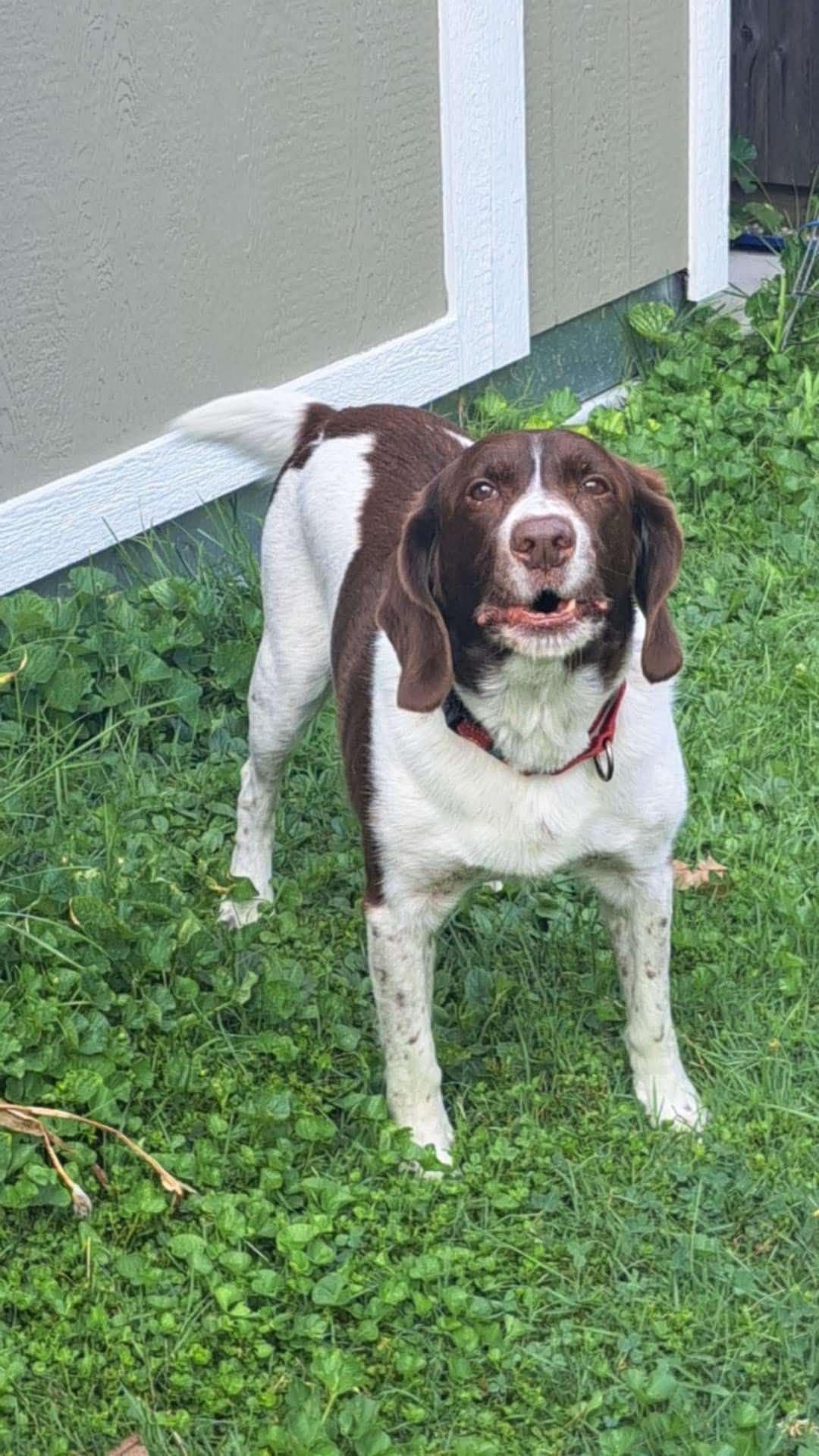 Enlarge MI/Buddy Holly, a Adoptable mixed breed in Detroit, MI image 3/3