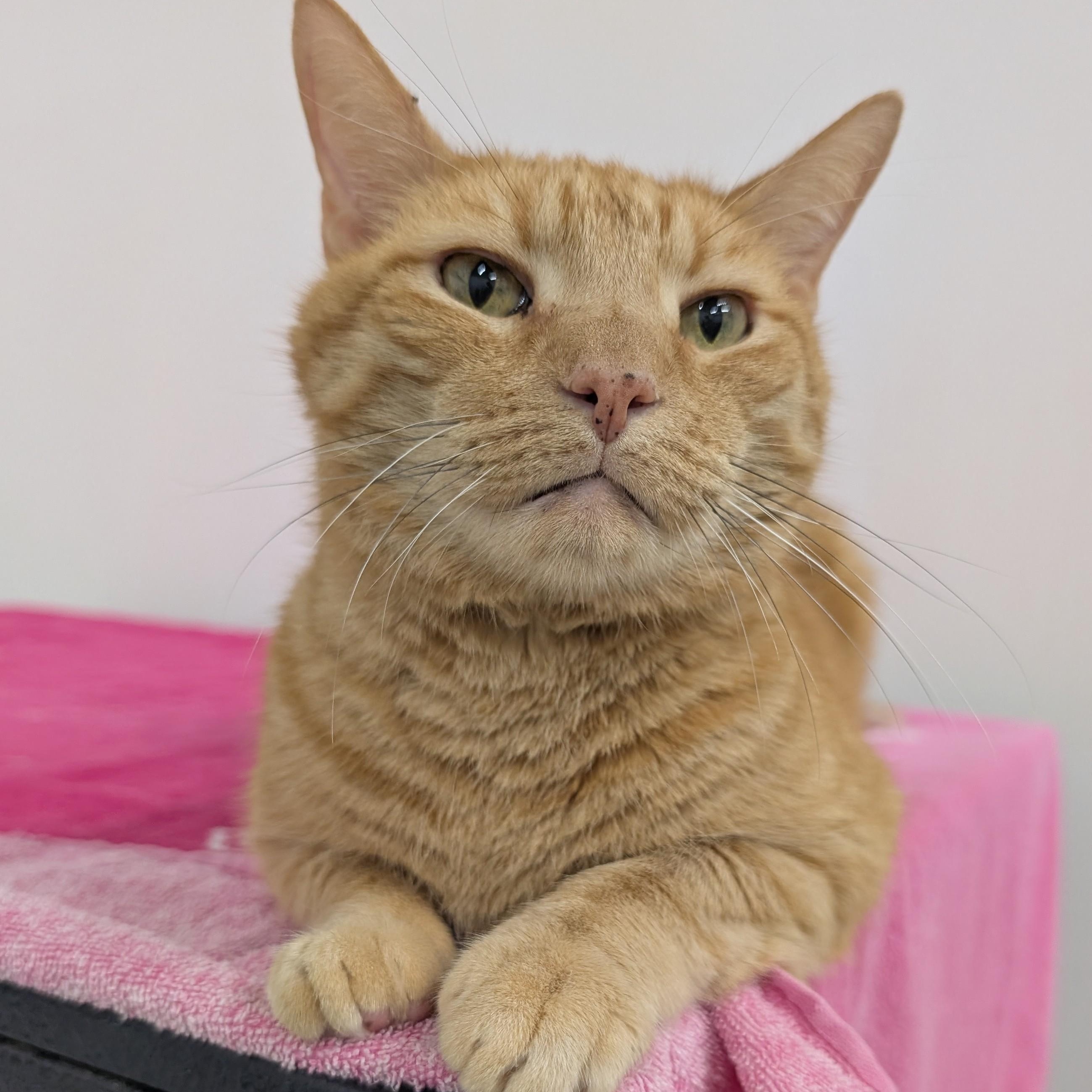 Ryan, a Adoptable Domestic Short Hair in West Palm Beach, FL image 5/6