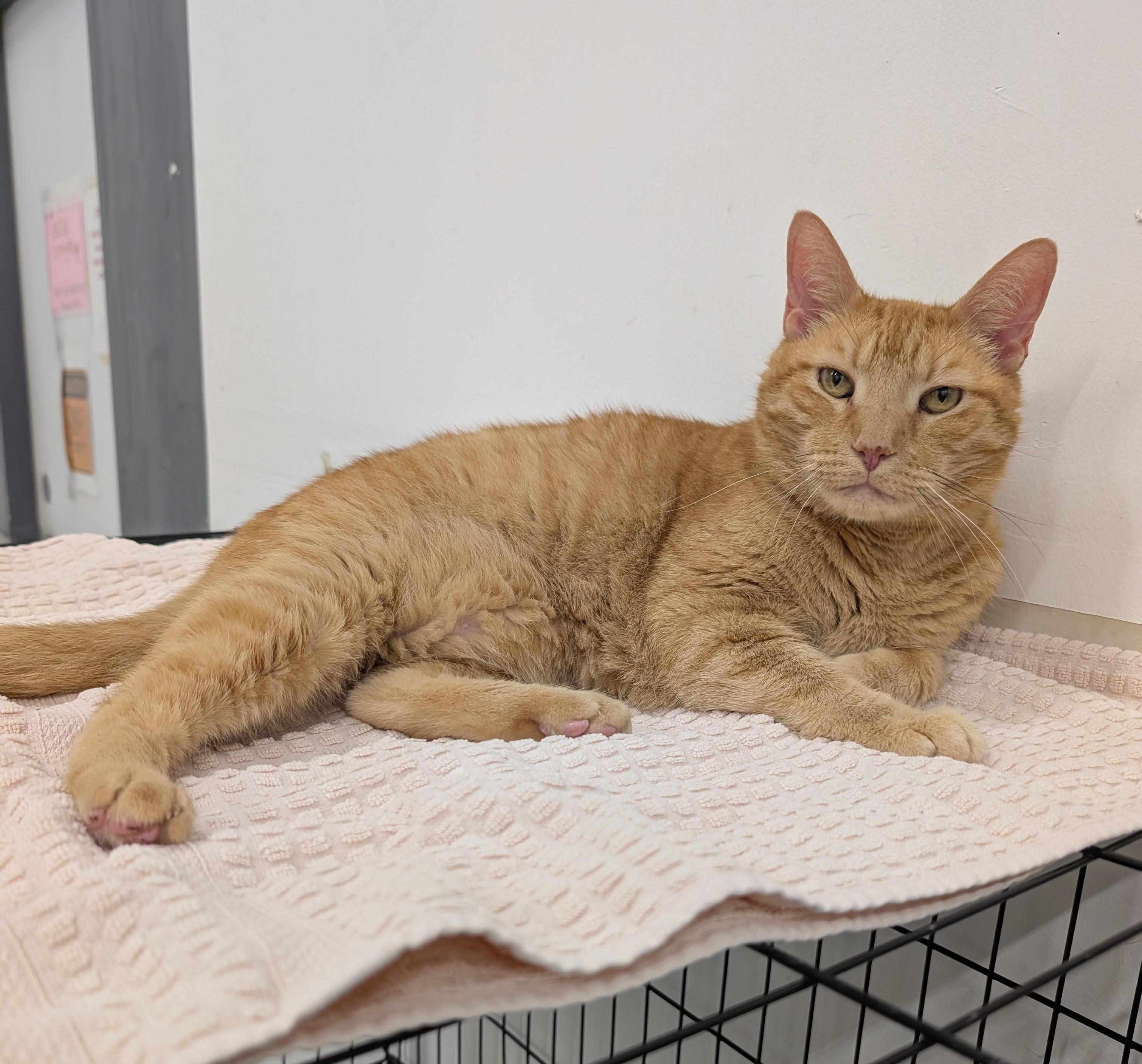 Ryan, a Adoptable Domestic Short Hair in West Palm Beach, FL image 2/6