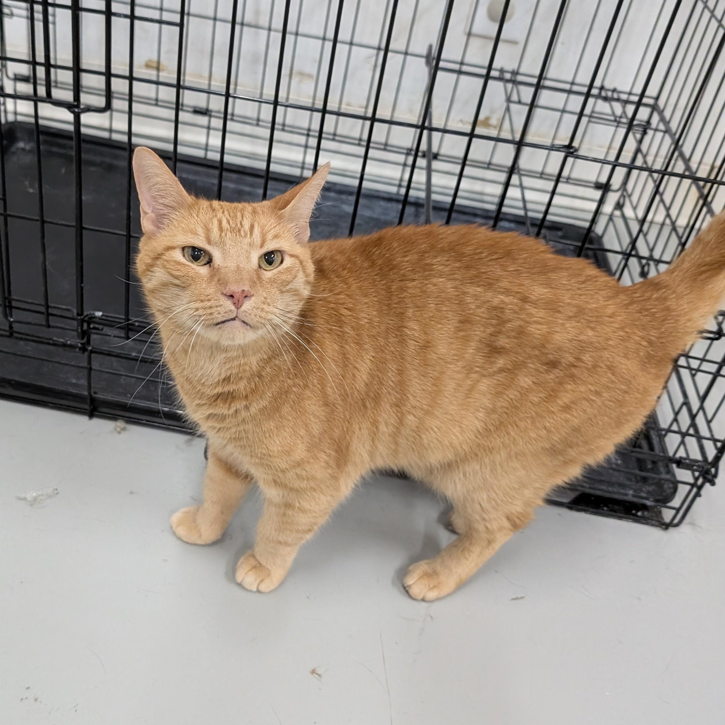 Ryan, a Adoptable Domestic Short Hair in West Palm Beach, FL image 6/6