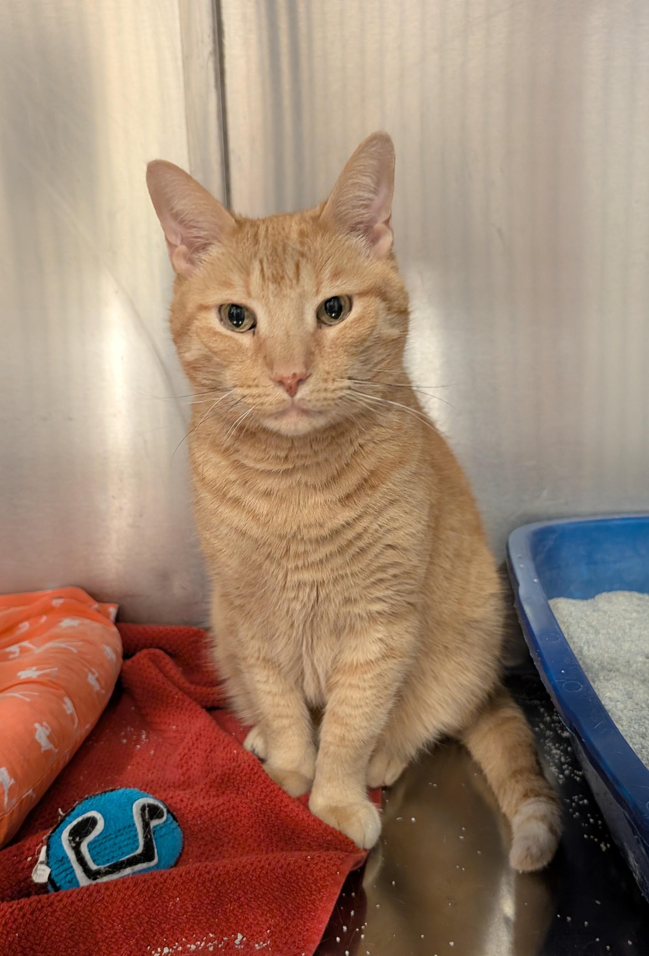 Ryan, a Adoptable Domestic Short Hair in West Palm Beach, FL image 3/6