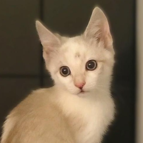 Gemini, adopted, Kitten Female Siamese & Domestic Short Hair.