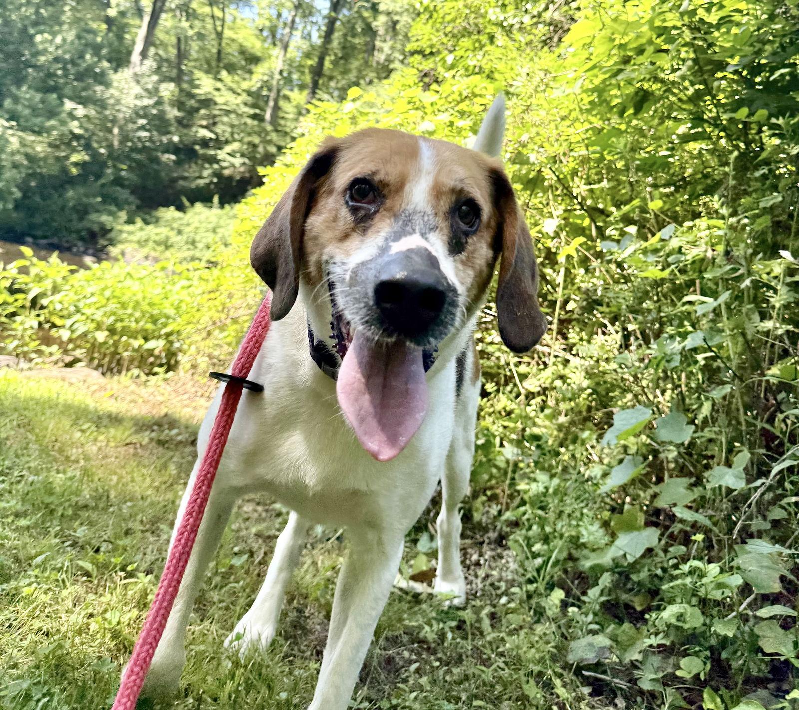 Enlarge Duke, a Adoptable Treeing Walker Coonhound in Chester, NJ image 1/3