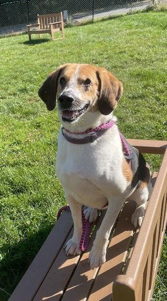 Enlarge Duke, a Adoptable Treeing Walker Coonhound in Chester, NJ image 2/3