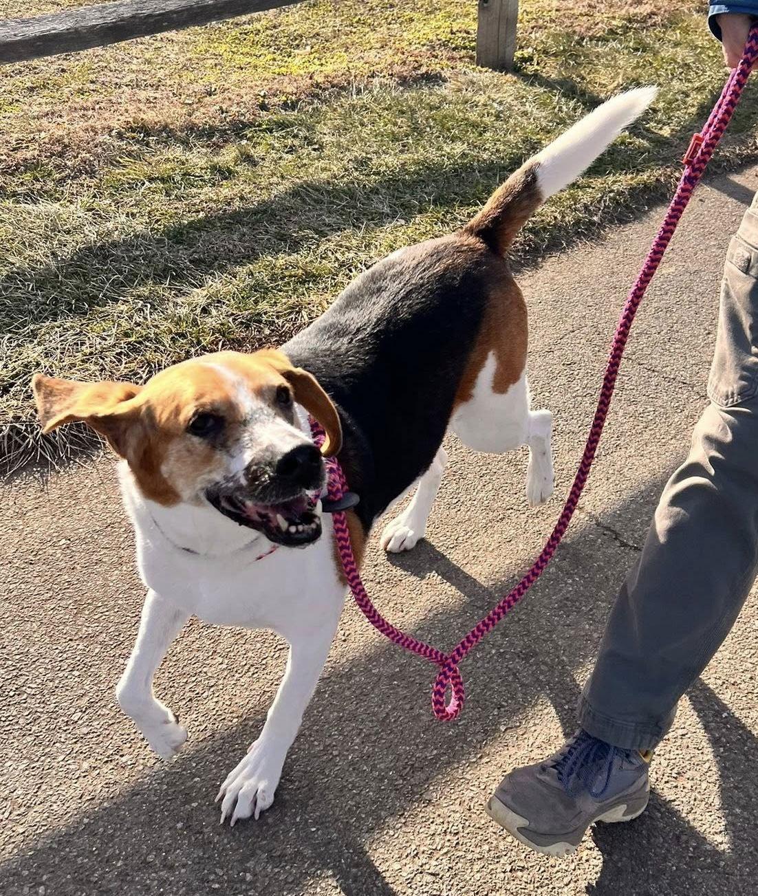 Enlarge Duke, a Adoptable Treeing Walker Coonhound in Chester, NJ image 3/3
