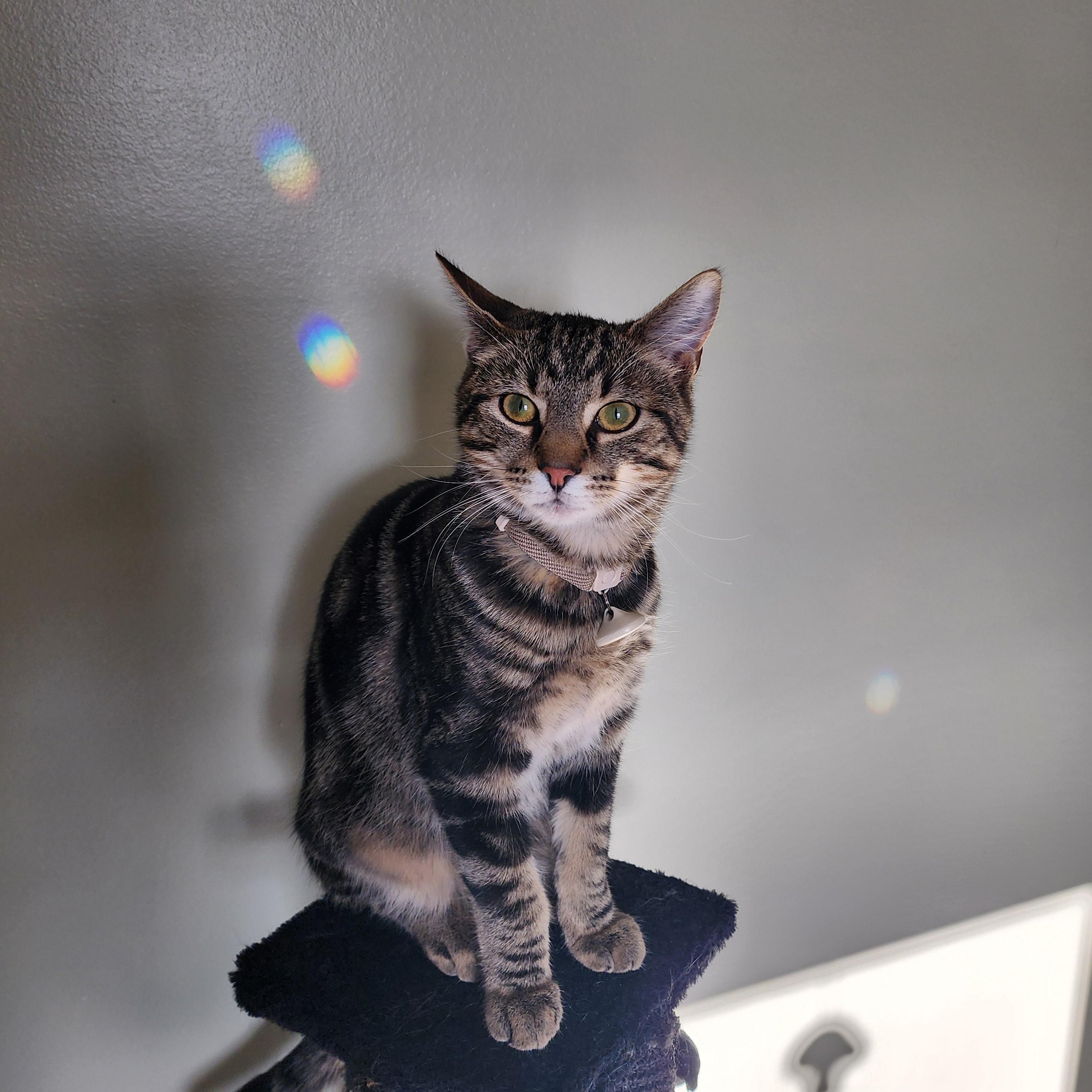 Enlarge Nugget, a ADOPTABLE Domestic Short Hair in Morgantown, WV image 5/6