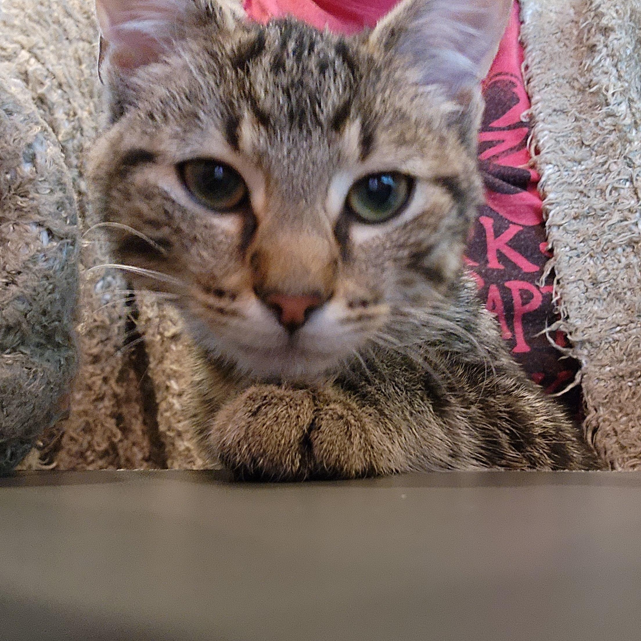 Nugget, ADOPTABLE, Kitten Male Domestic Short Hair.