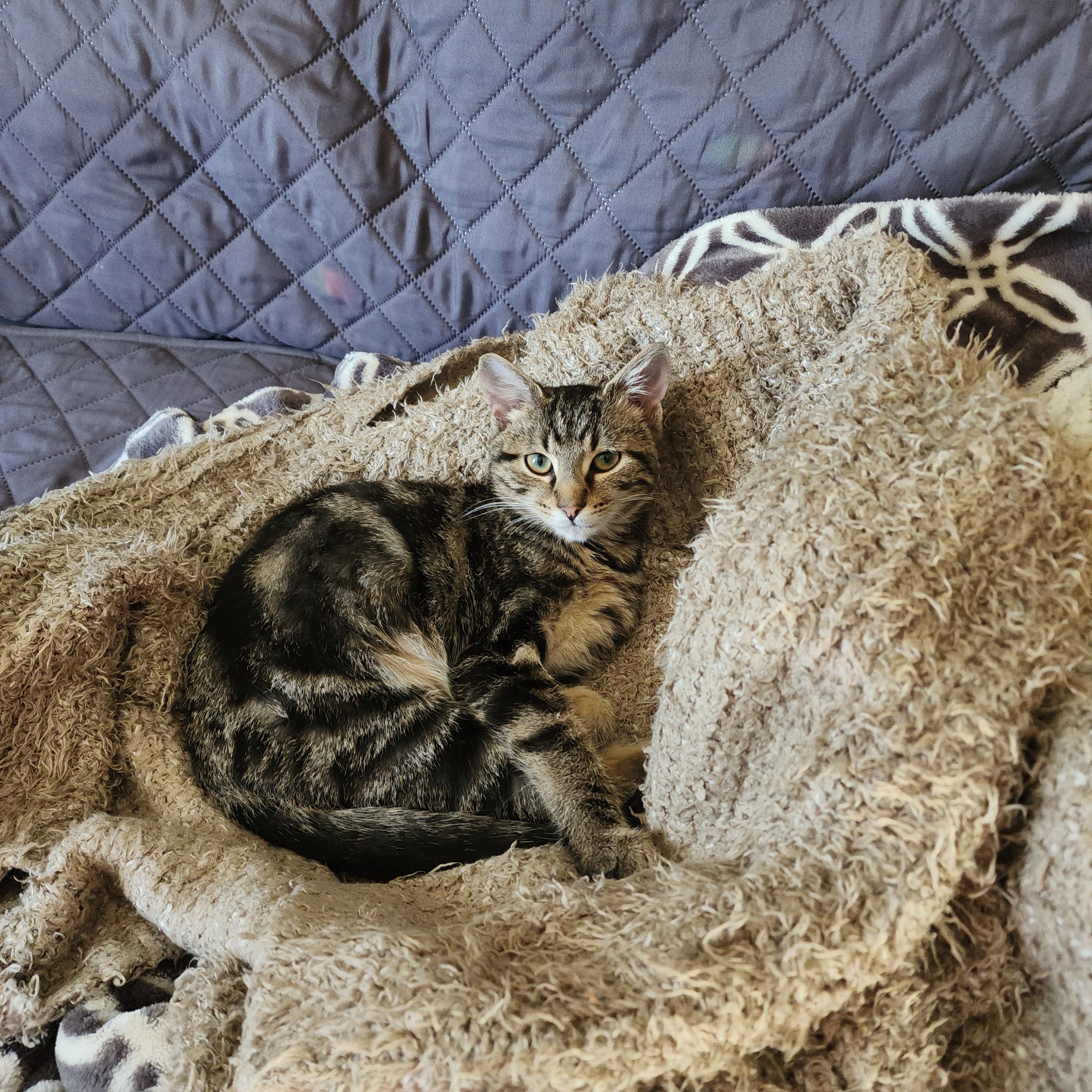 Enlarge Nugget, a ADOPTABLE Domestic Short Hair in Morgantown, WV image 2/6