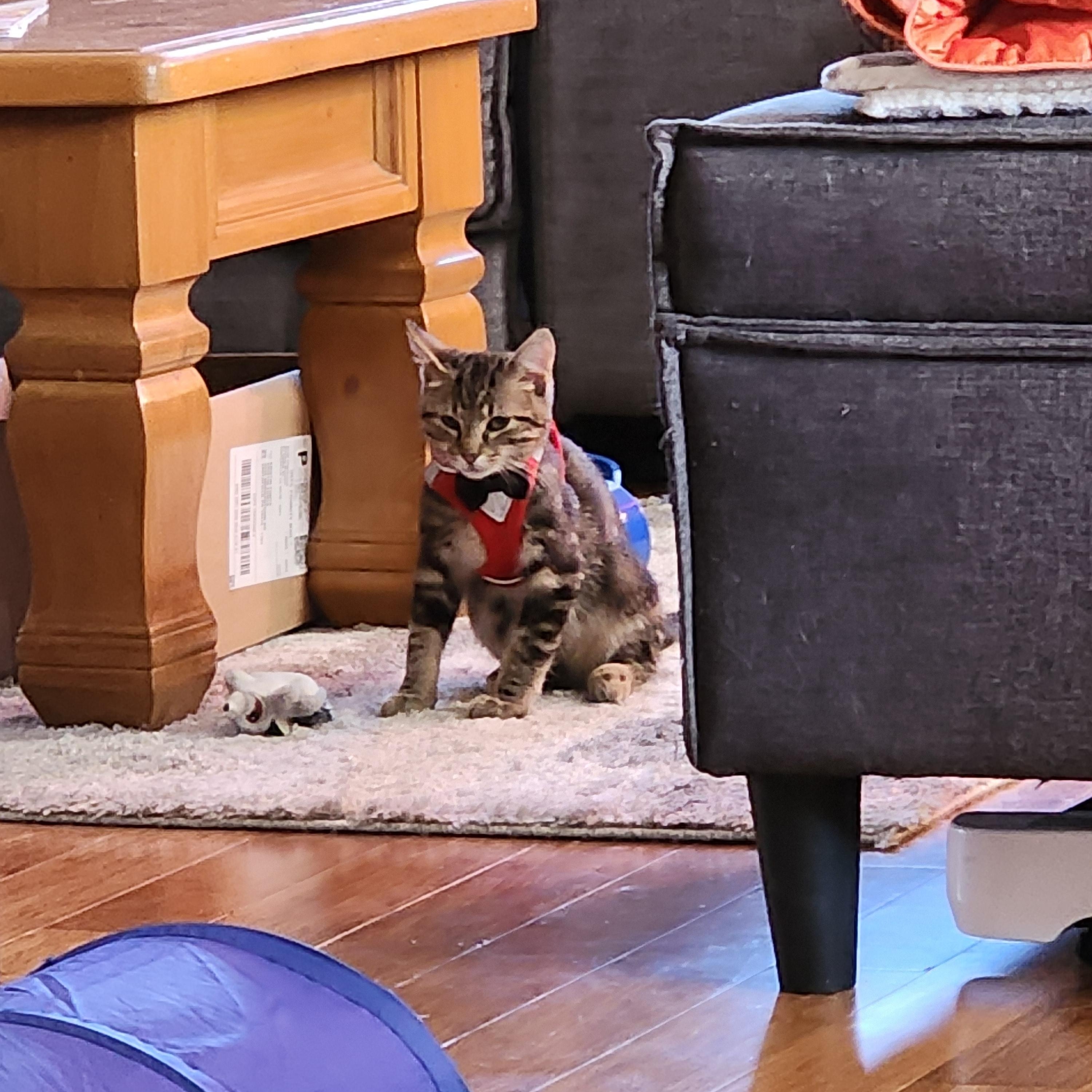 Enlarge Nugget, a ADOPTABLE Domestic Short Hair in Morgantown, WV image 3/6